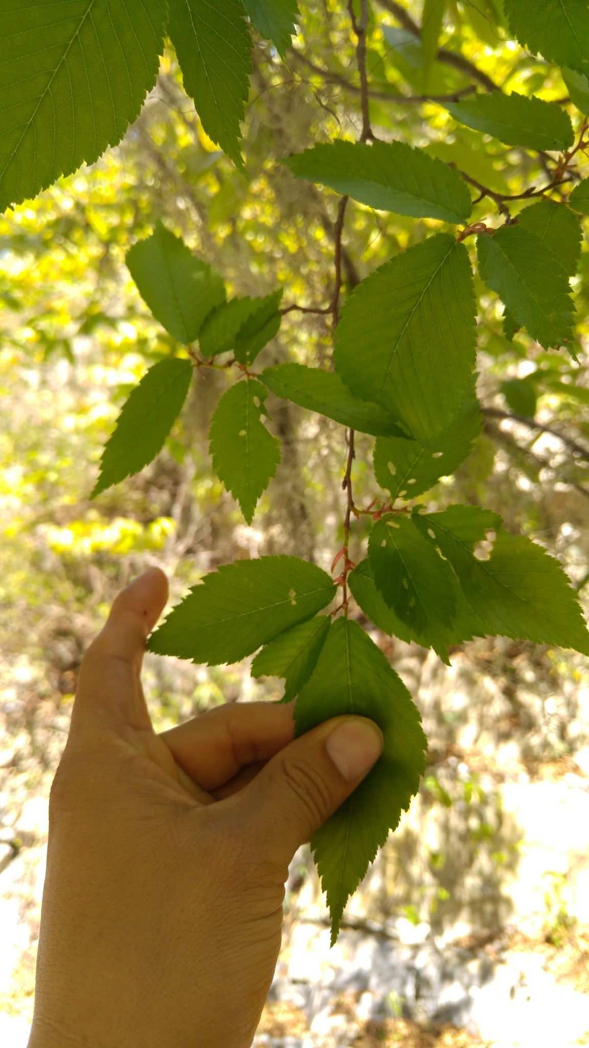 Ulmus serotina