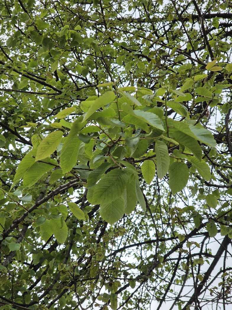 Ulmus villosa