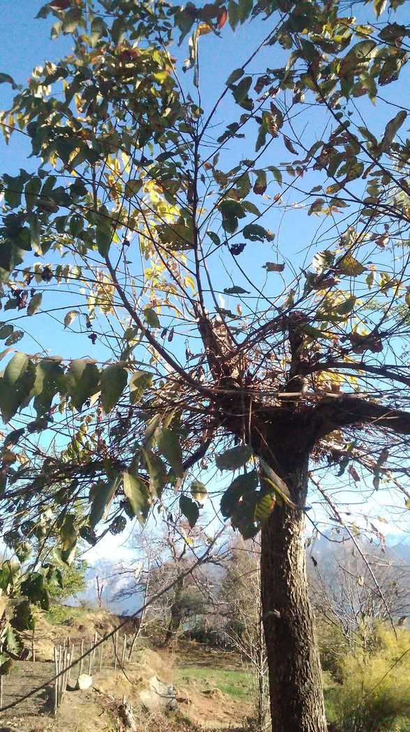 Ulmus wallichiana