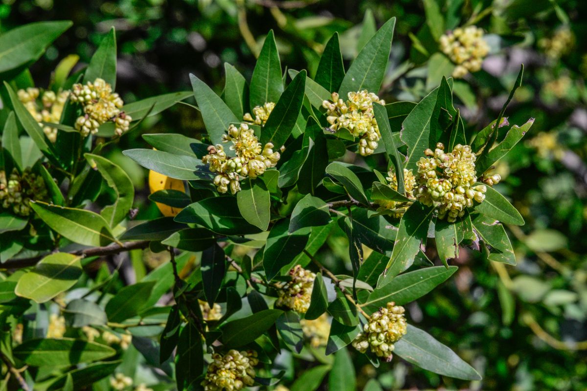 Umbellularia californica