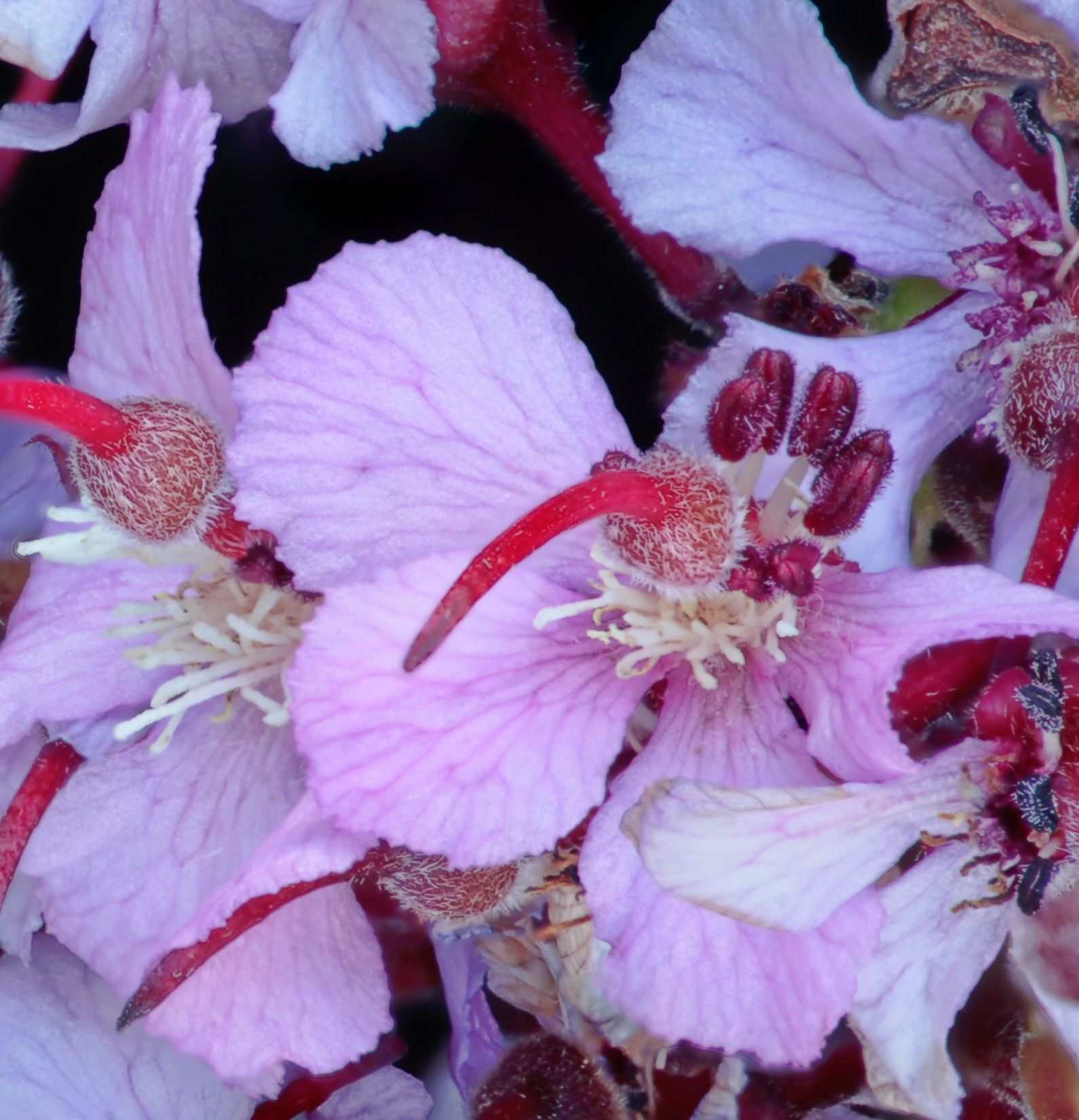 Ungnadia speciosa