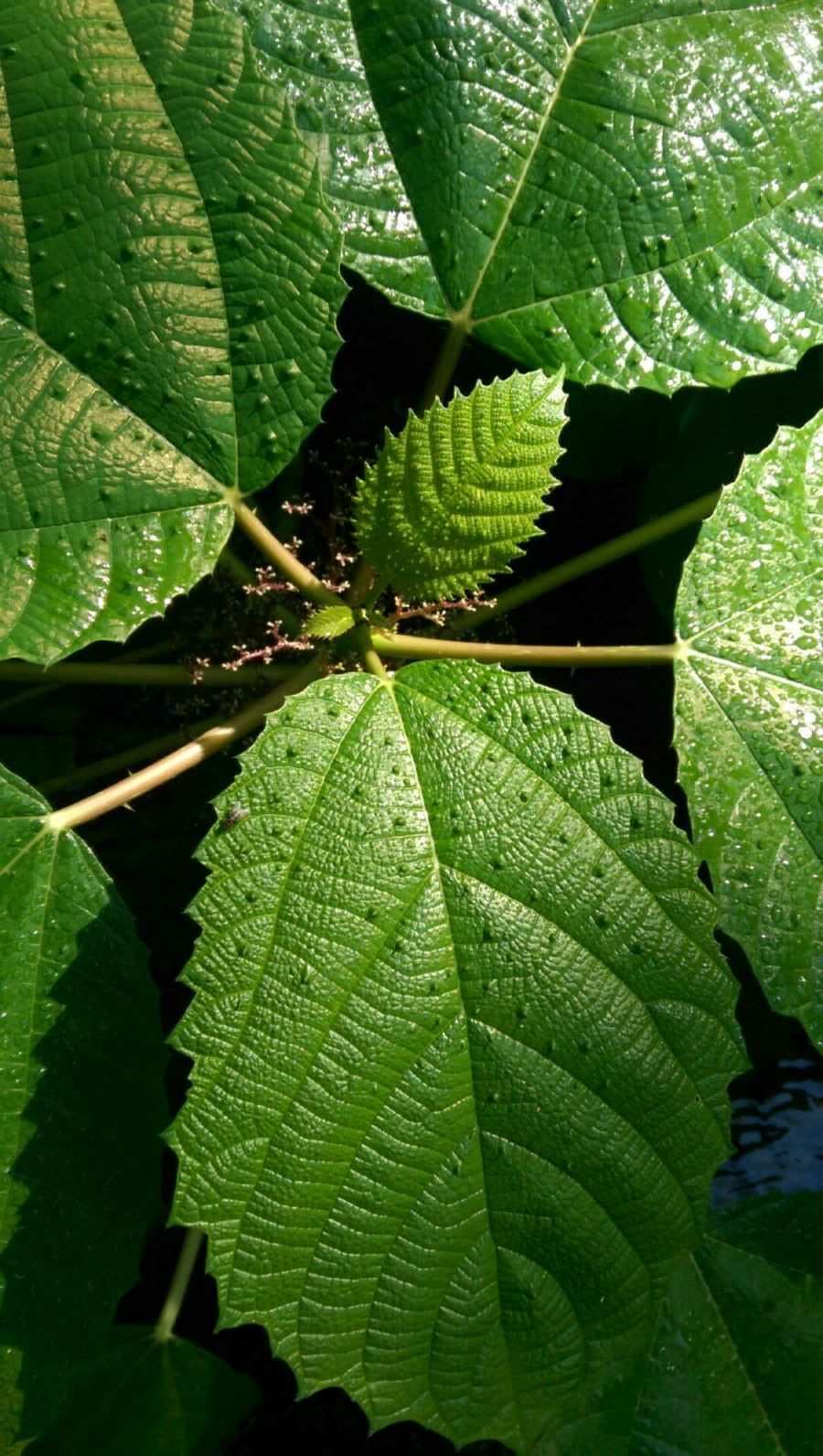 Urera baccifera