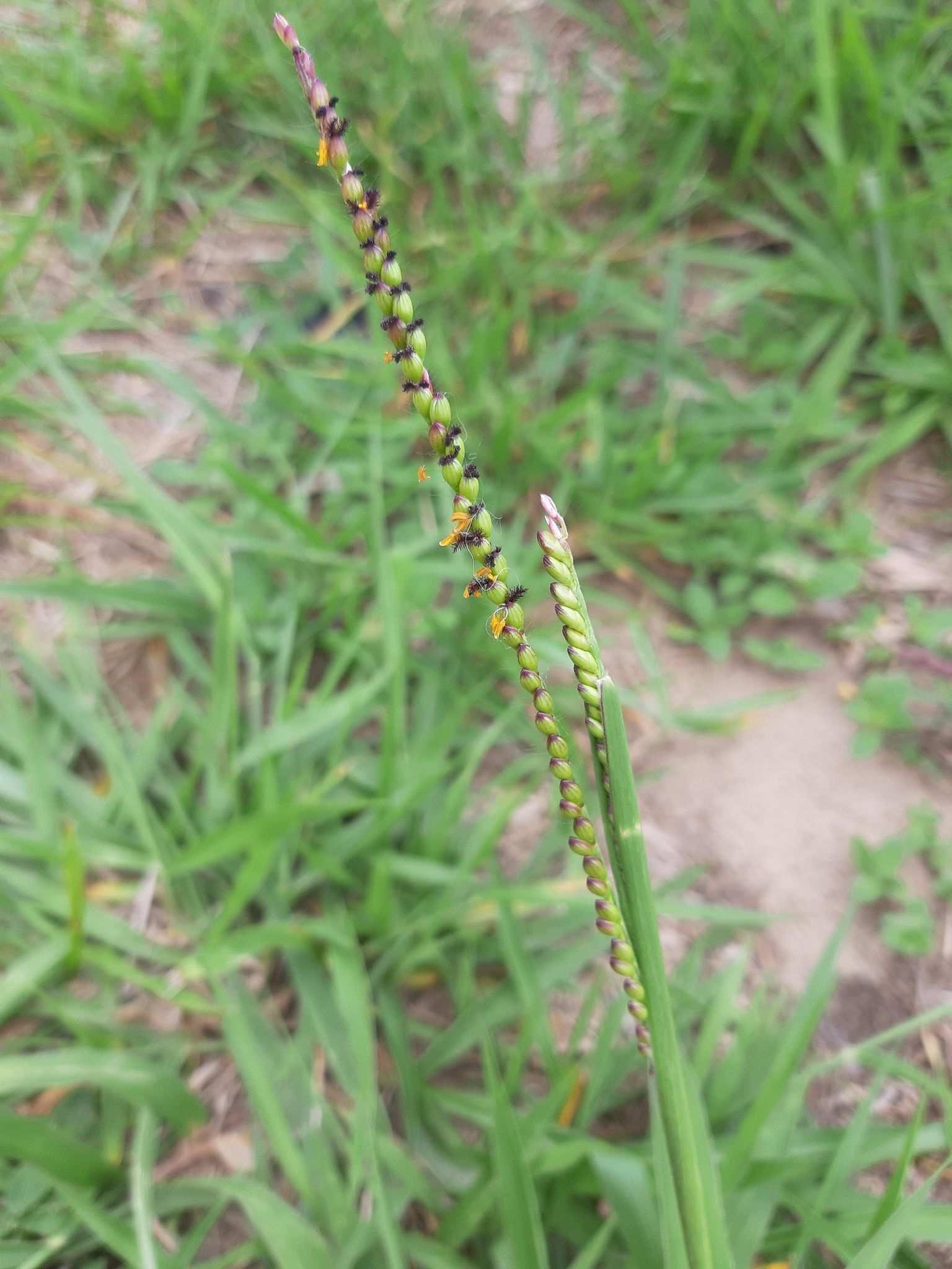 Urochloa brizantha