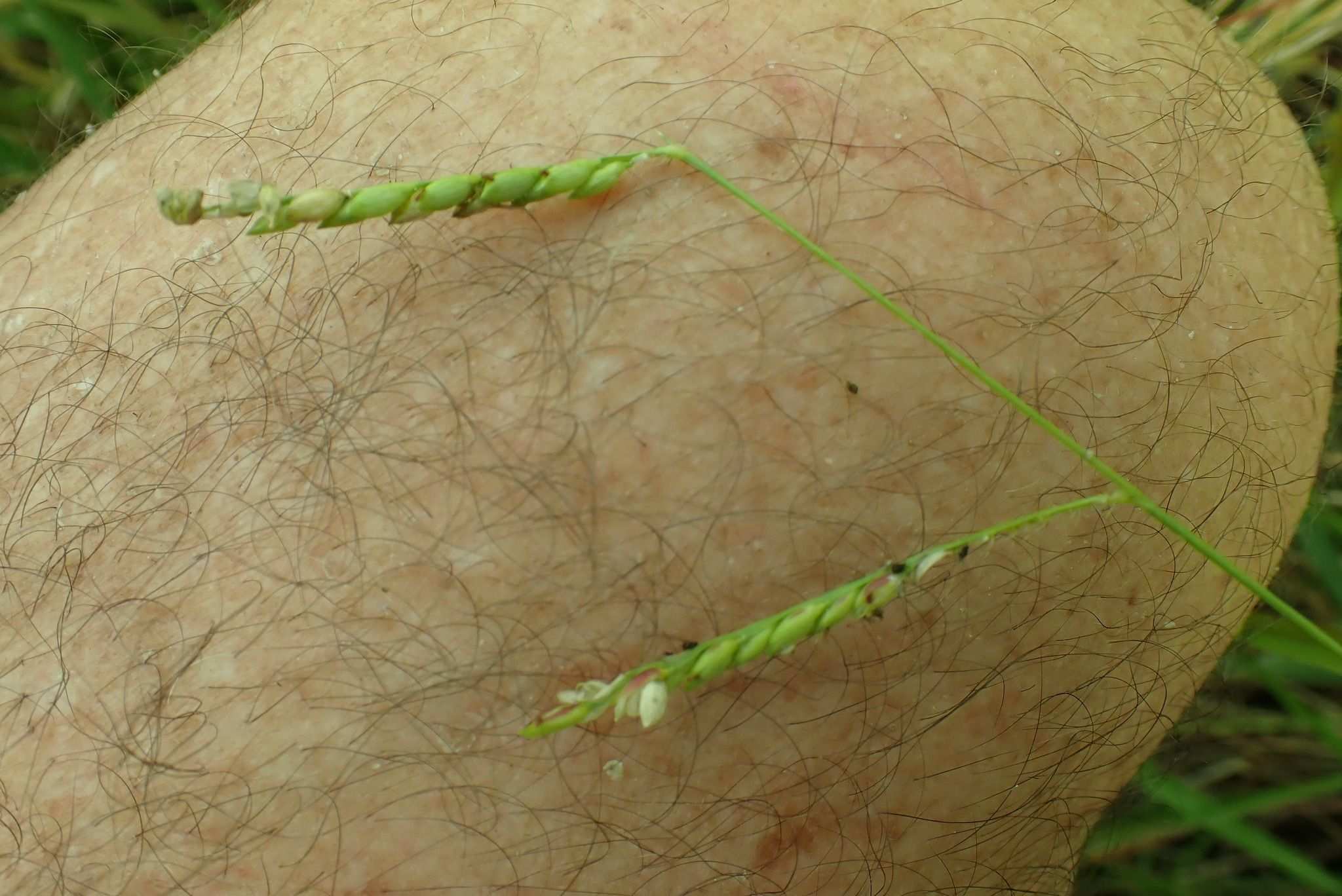 Urochloa humidicola