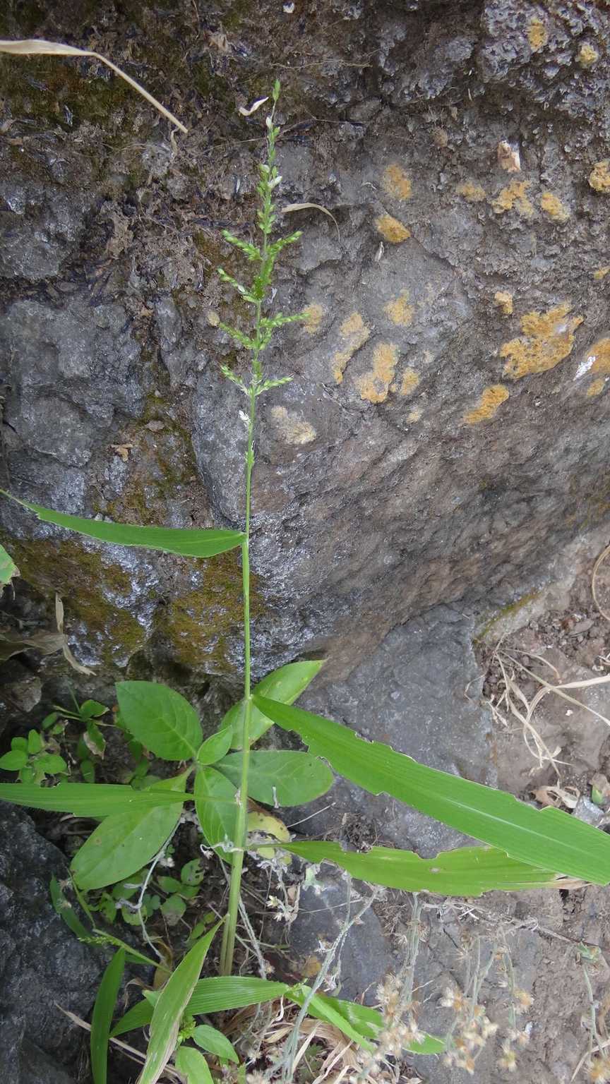 Urochloa lata