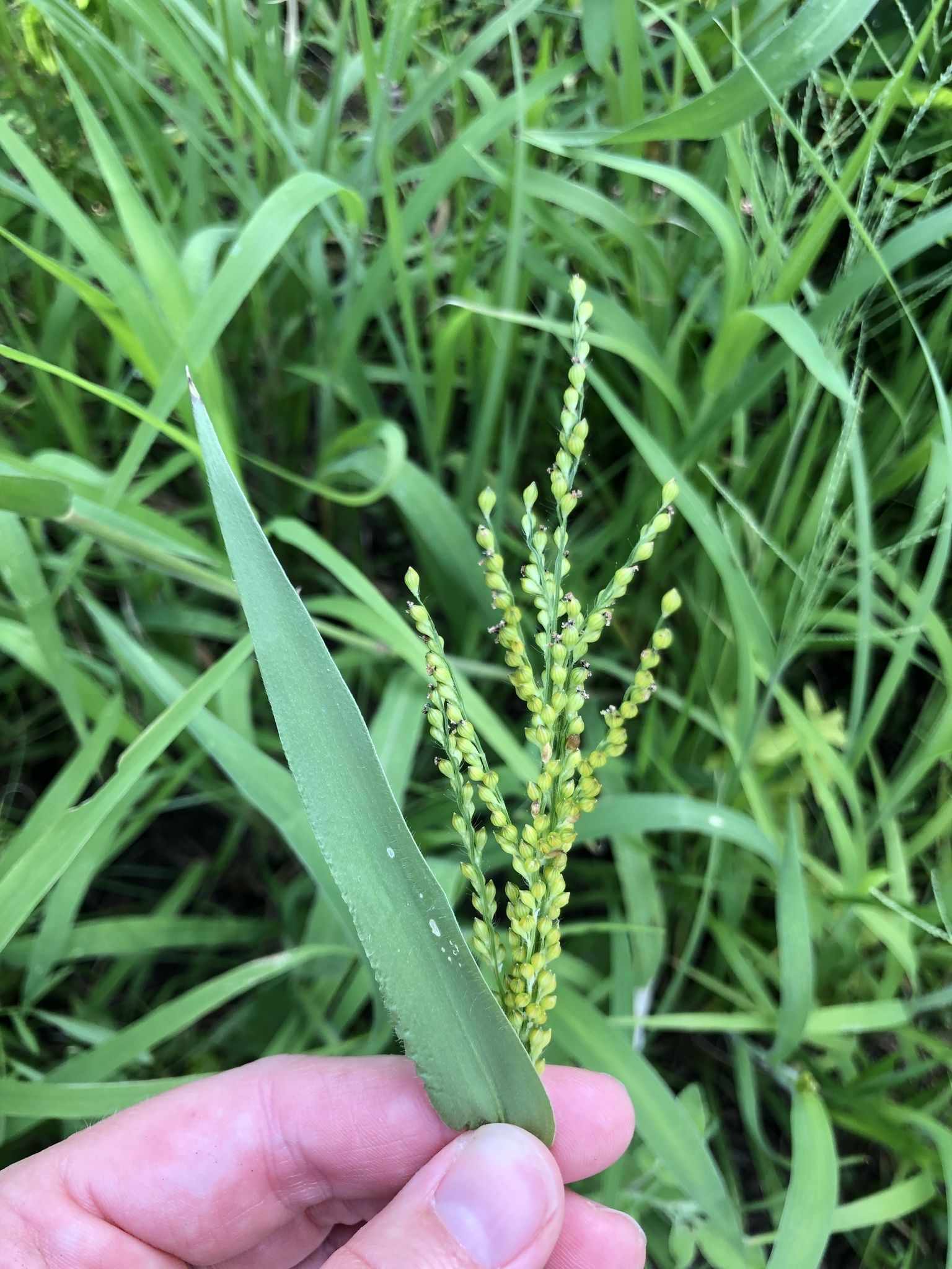Urochloa ramosa