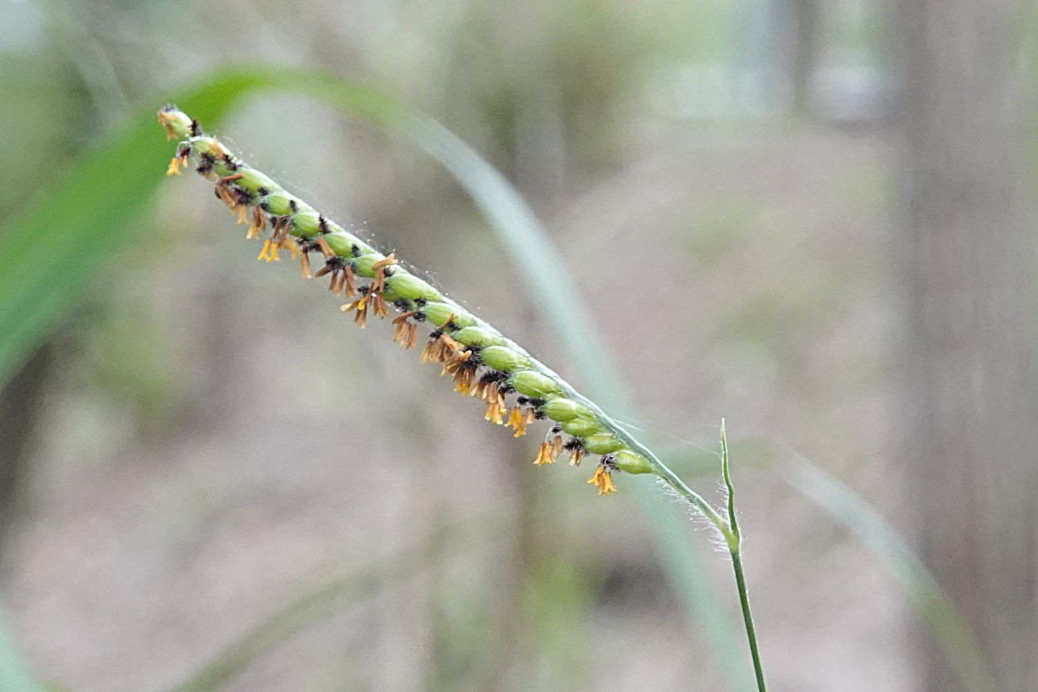 Urochloa ruziziensis