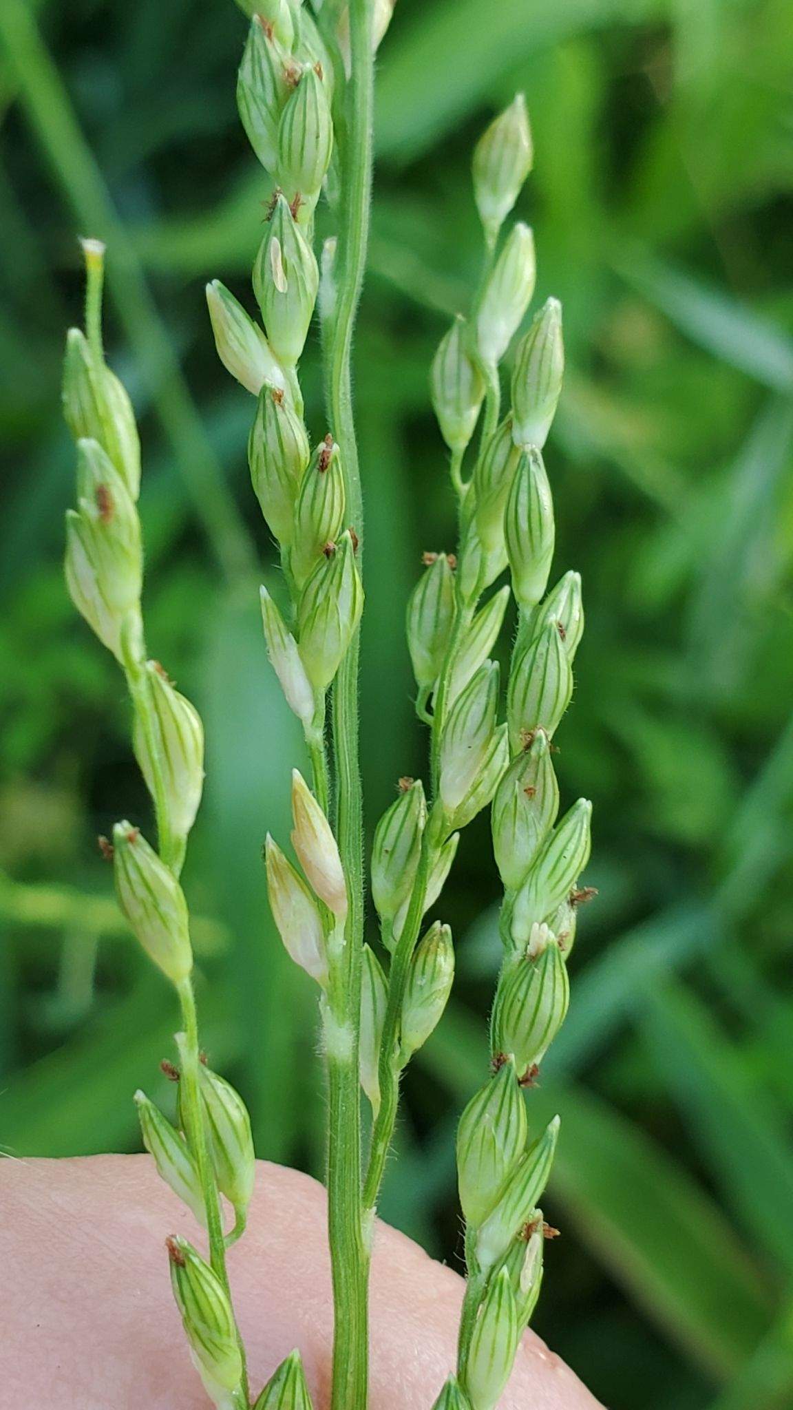 Urochloa texana
