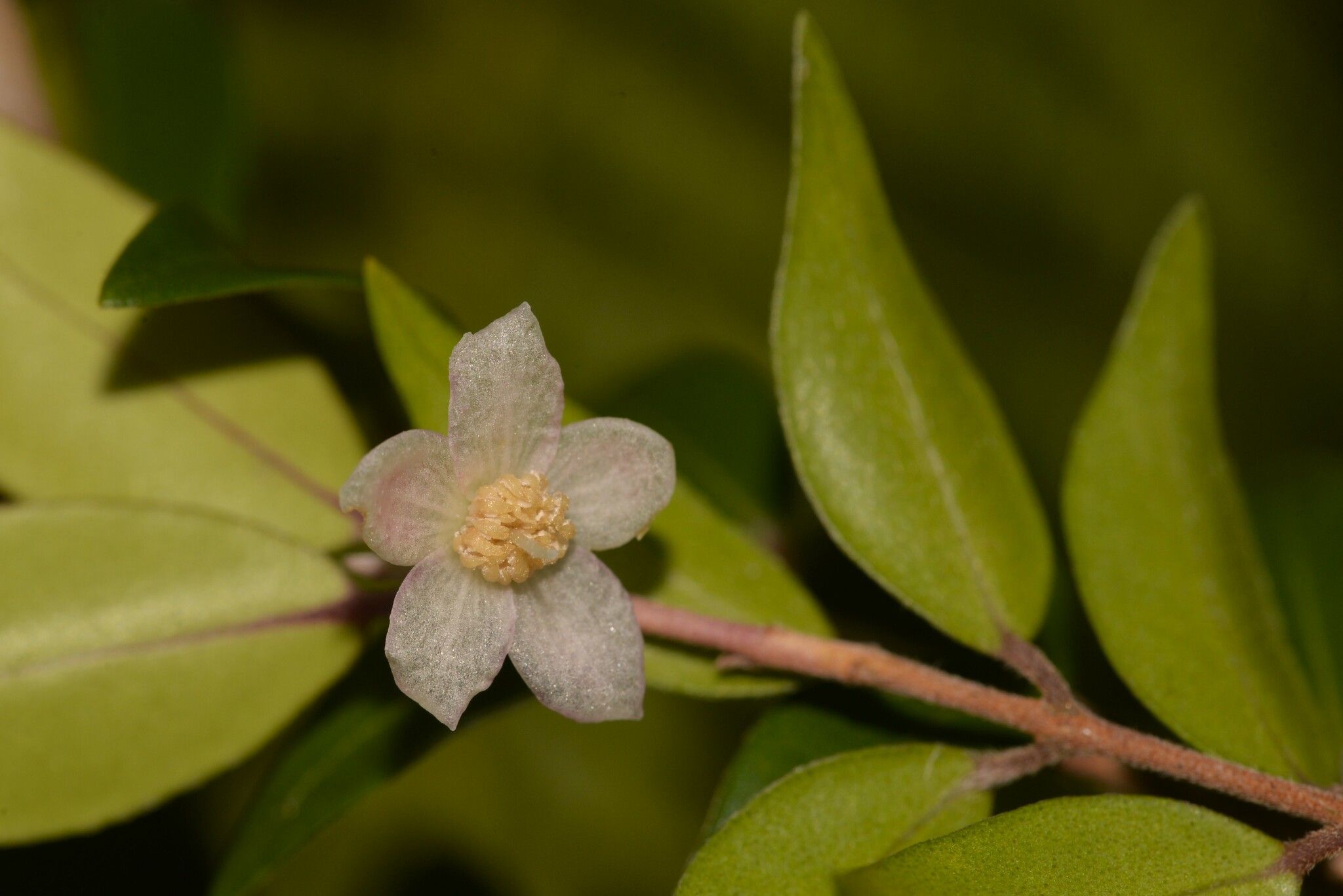 Uromyrtus australis