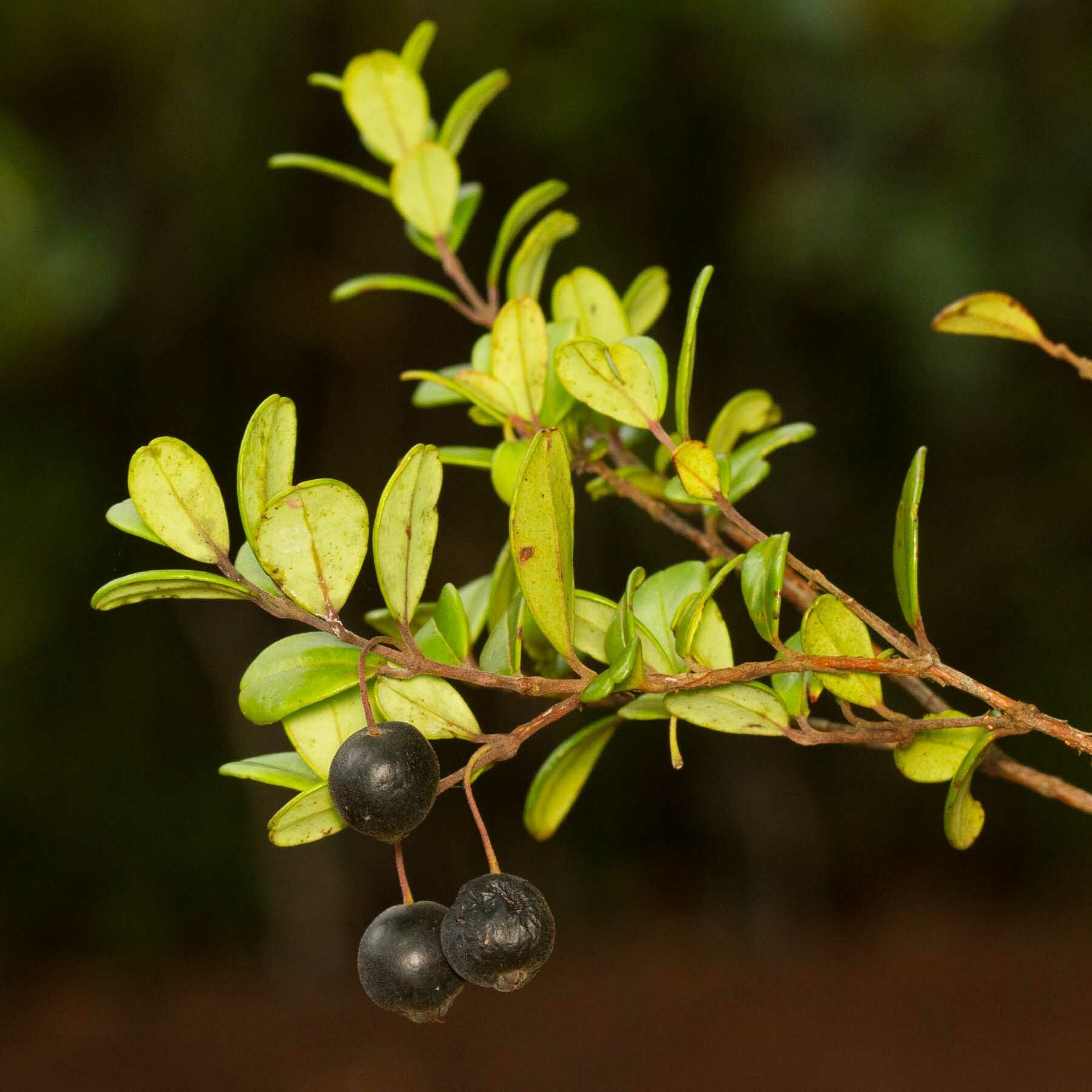 Uromyrtus emarginata