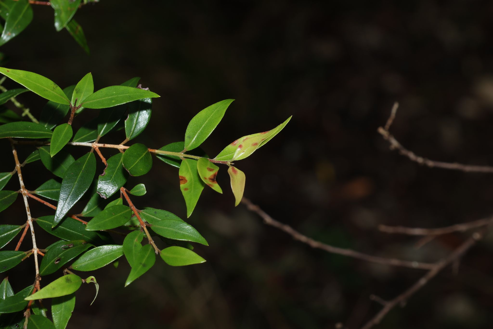 Uromyrtus lamingtonensis