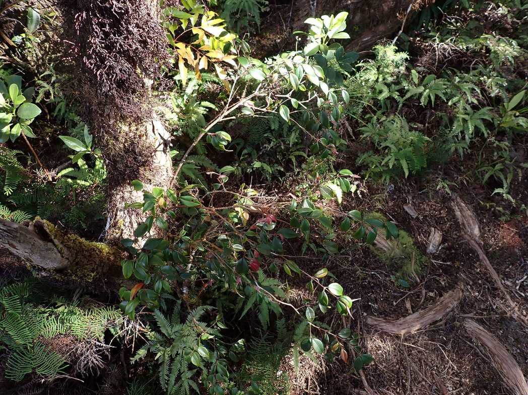 Uromyrtus metrosideros