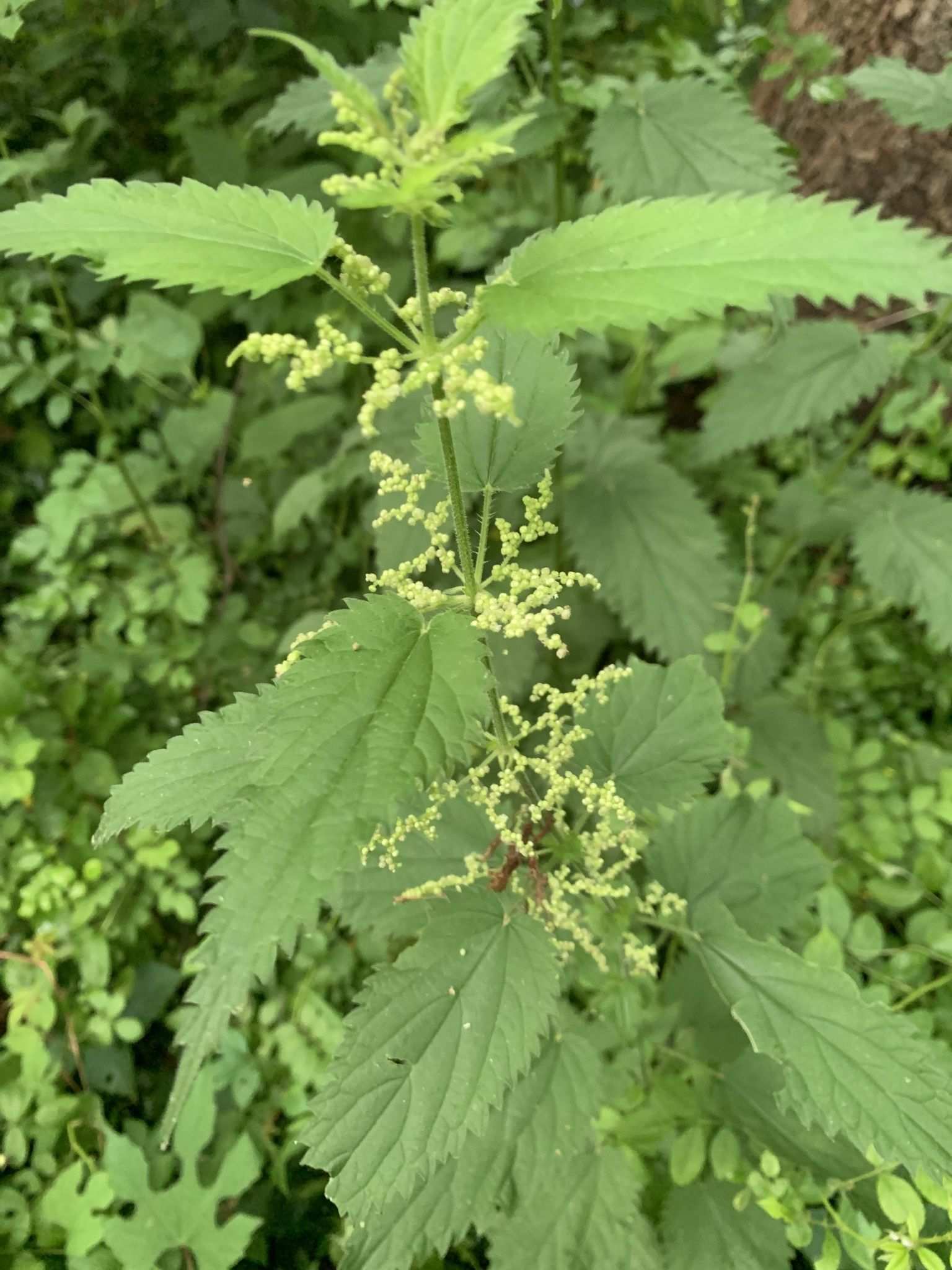 Urtica dioica