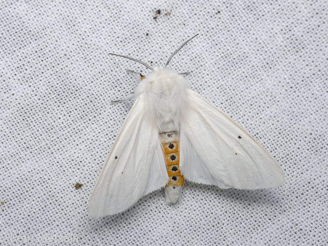 Urtica sp.