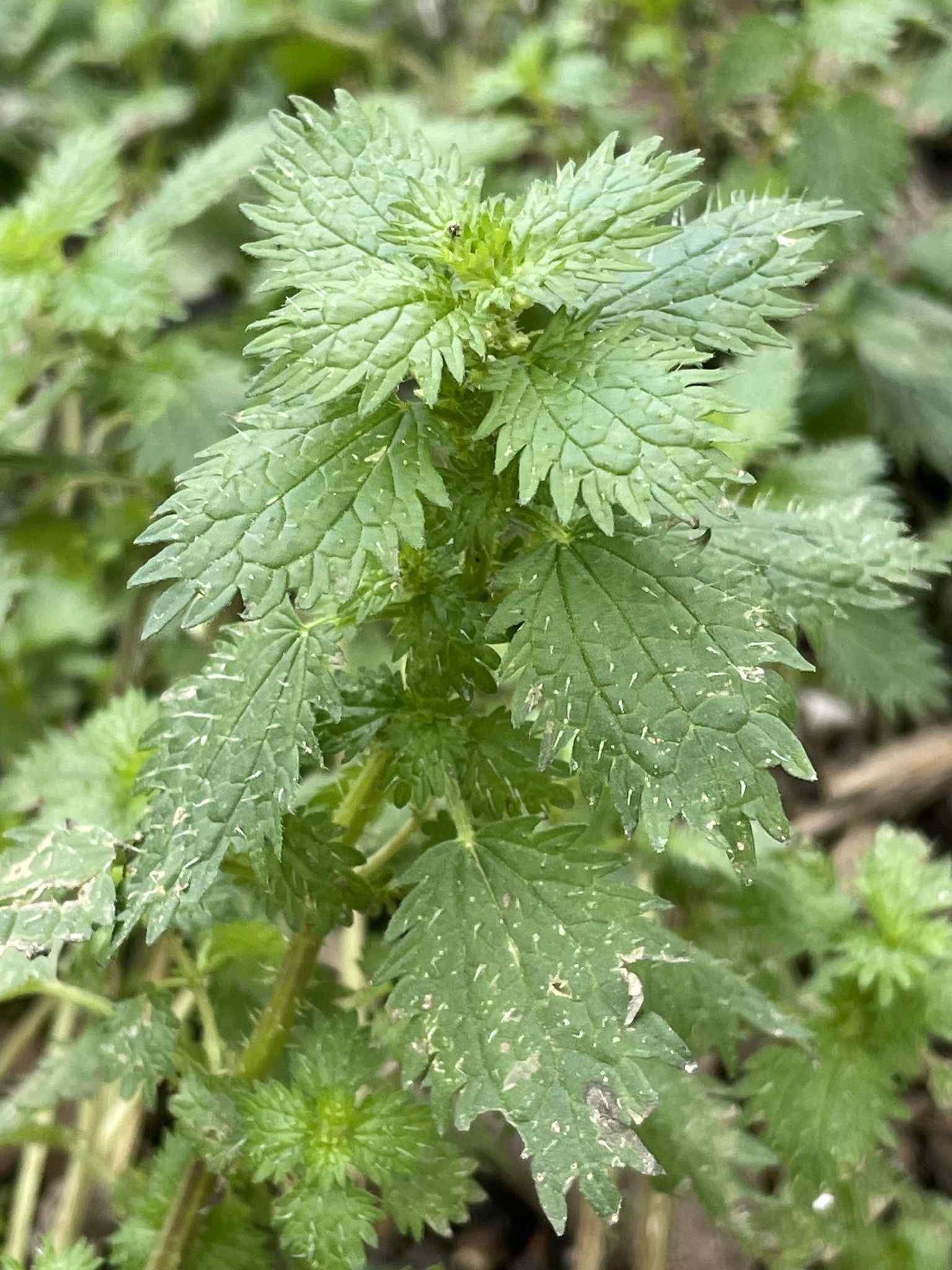 Urtica urens
