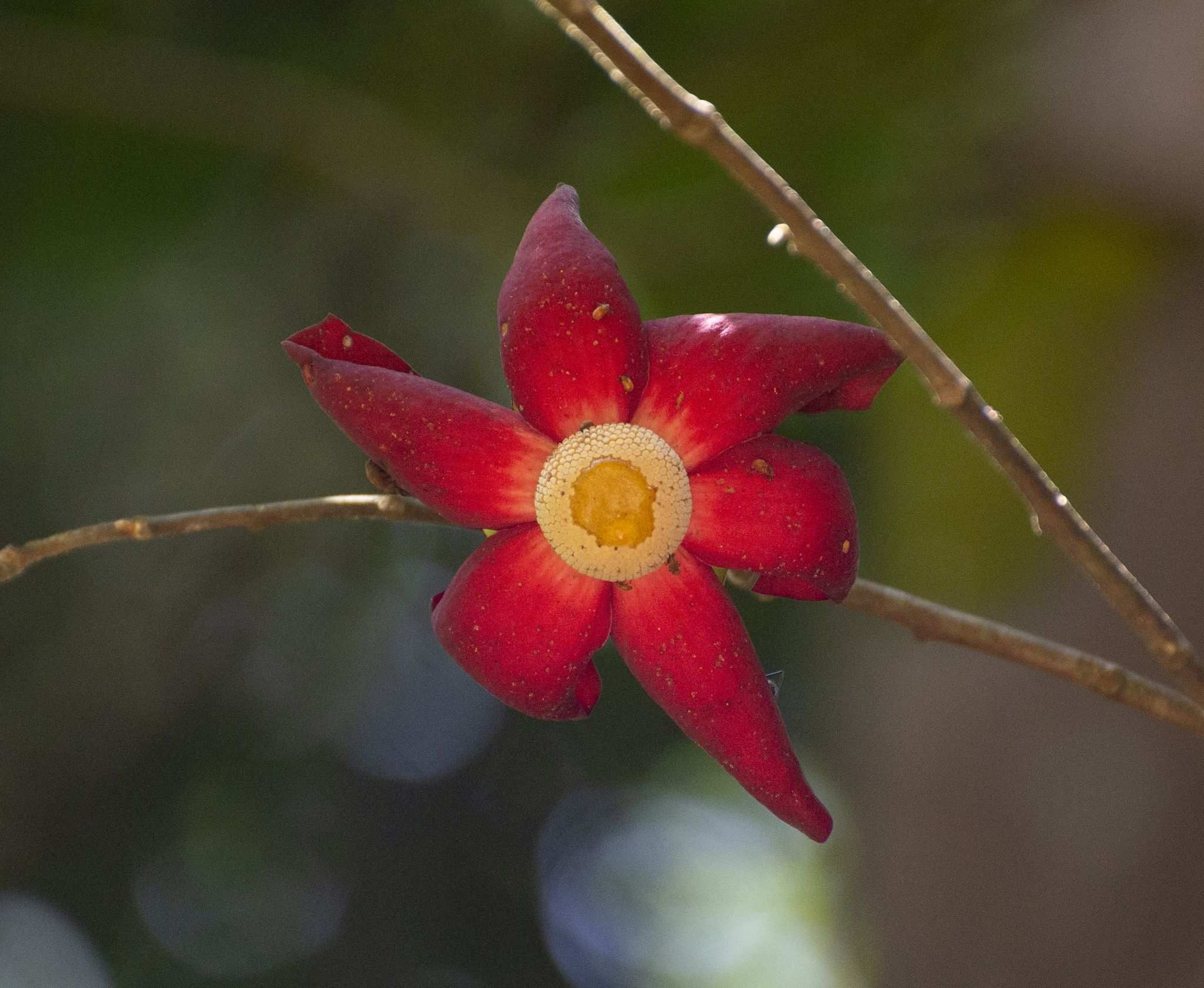 Uvaria grandiflora