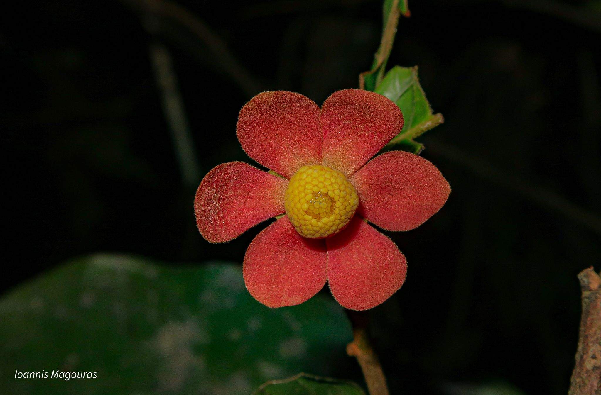 Uvaria macrophylla