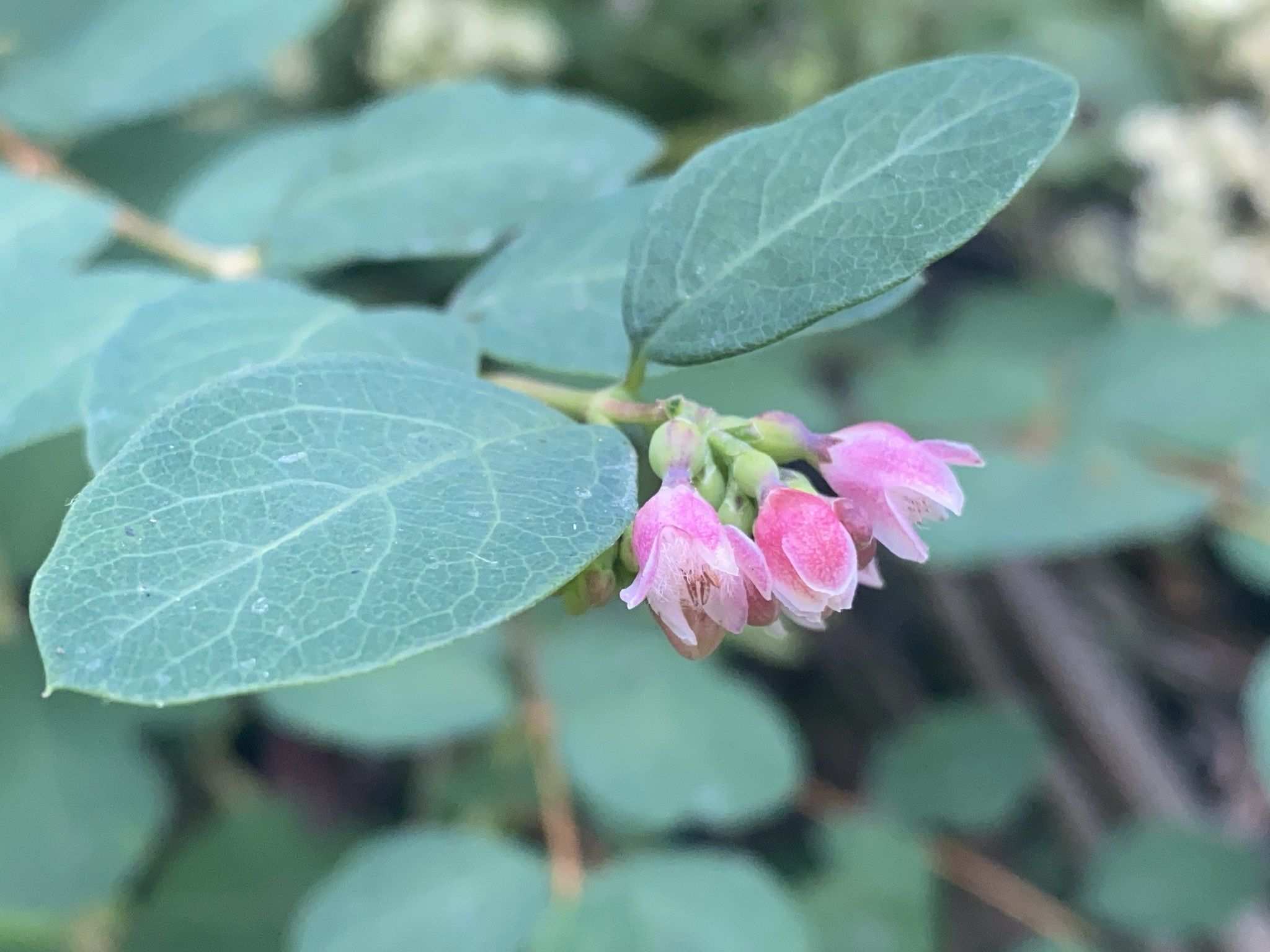 Vaccinium