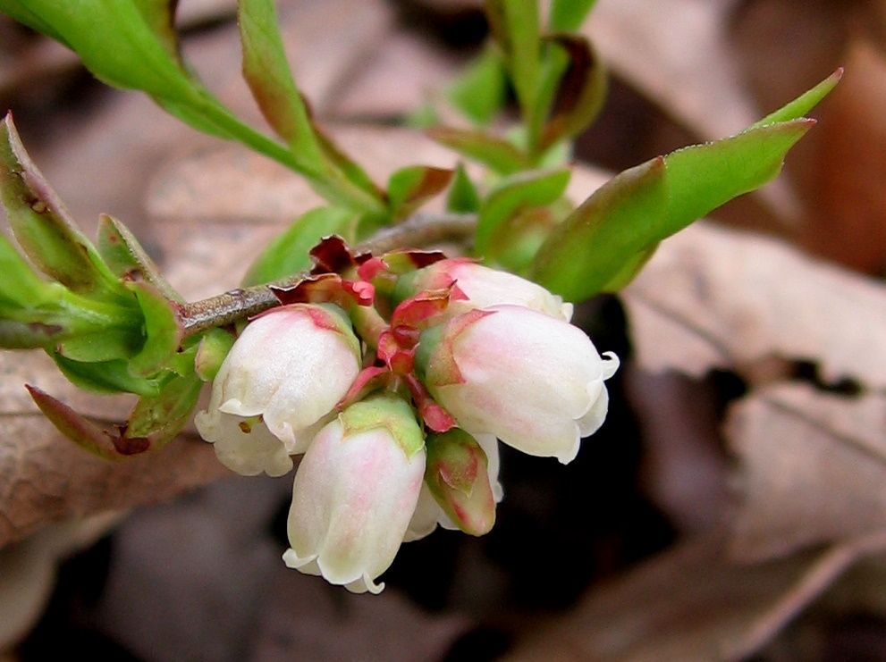 Vaccinium angustifolium