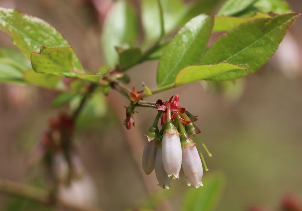 Vaccinium ashei