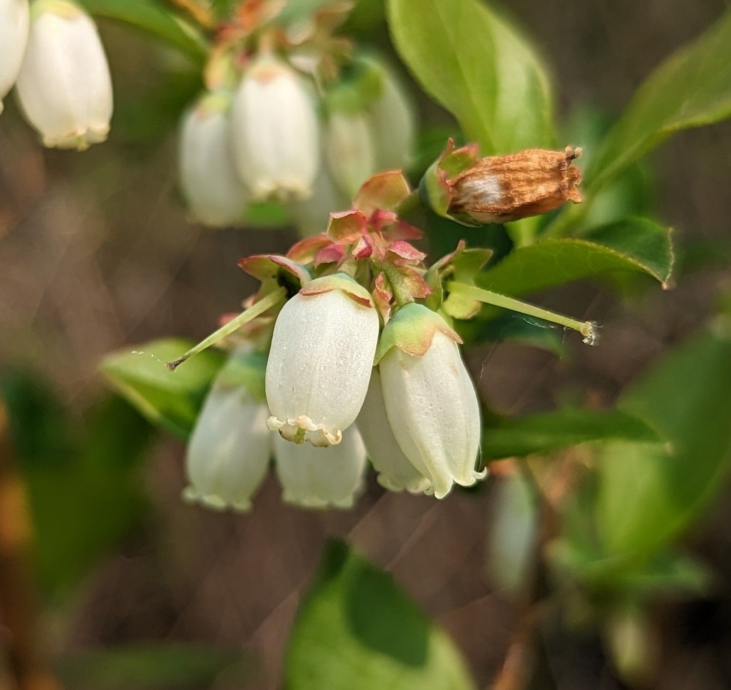 Vaccinium corymbosum
