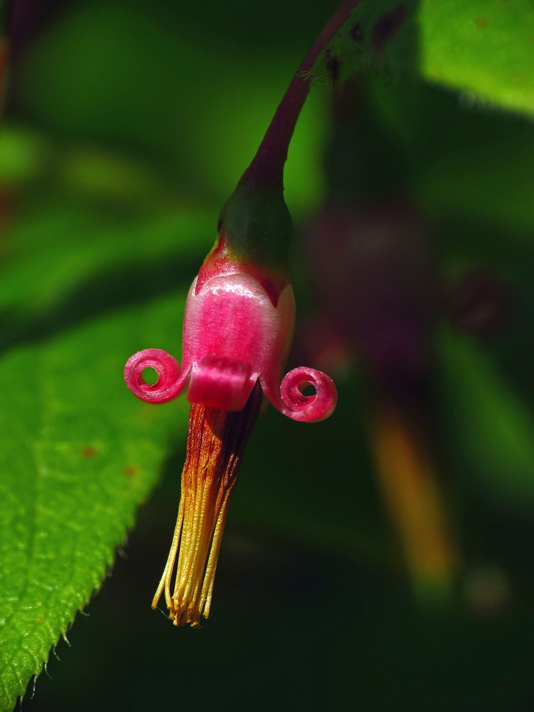 Vaccinium erythrocarpum