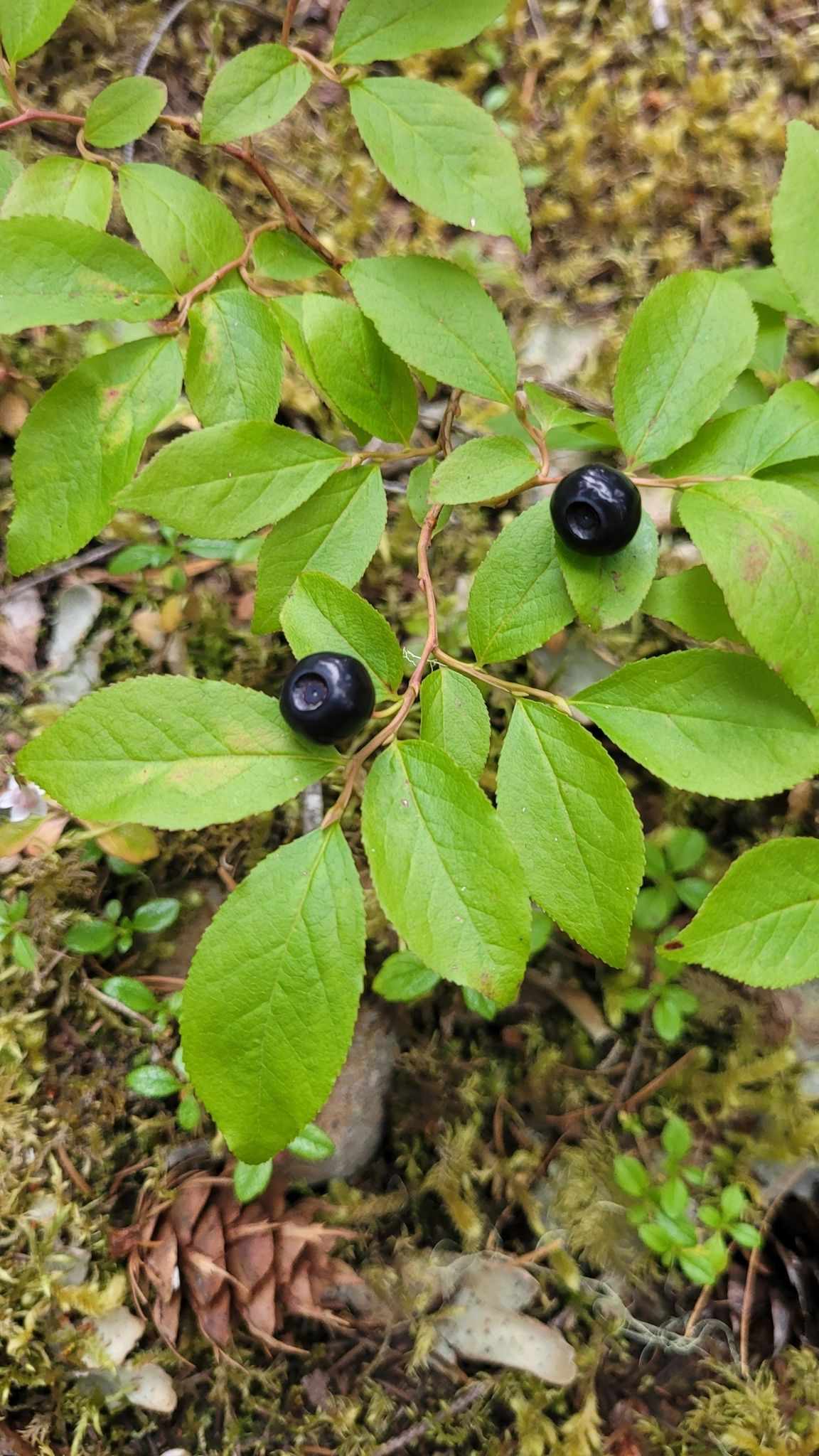 Vaccinium membranaceum