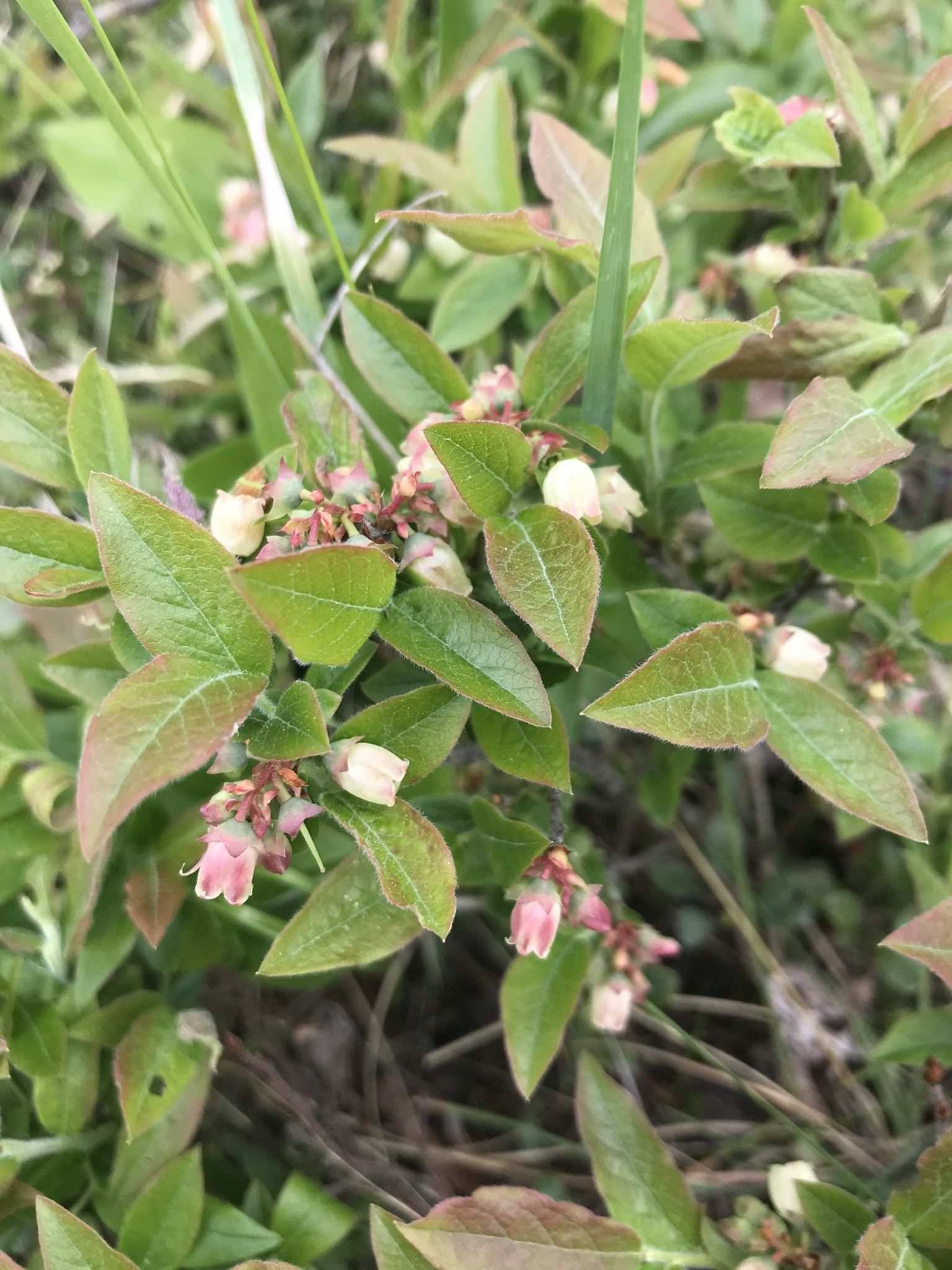 Vaccinium myrtilloides