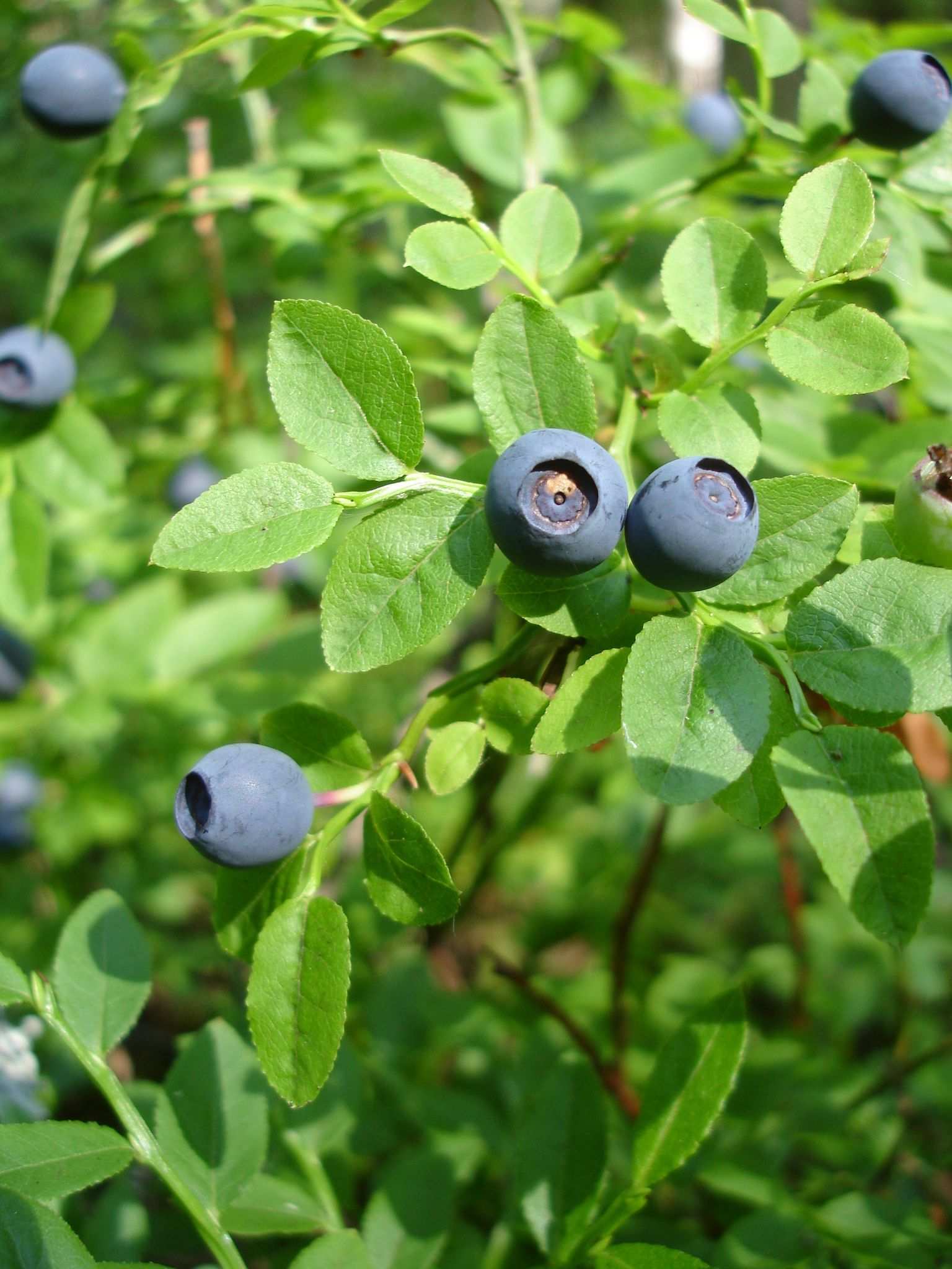 Vaccinium myrtillus