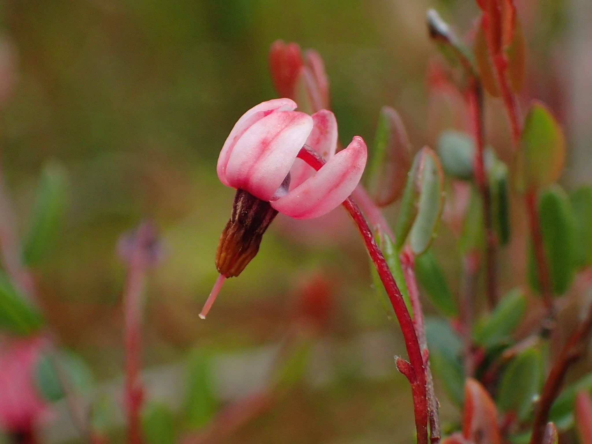 Vaccinium oxycoccos