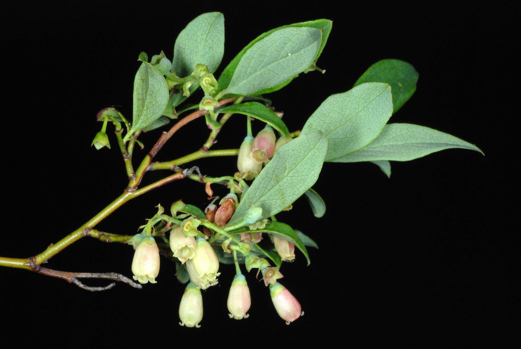 Vaccinium pallidum