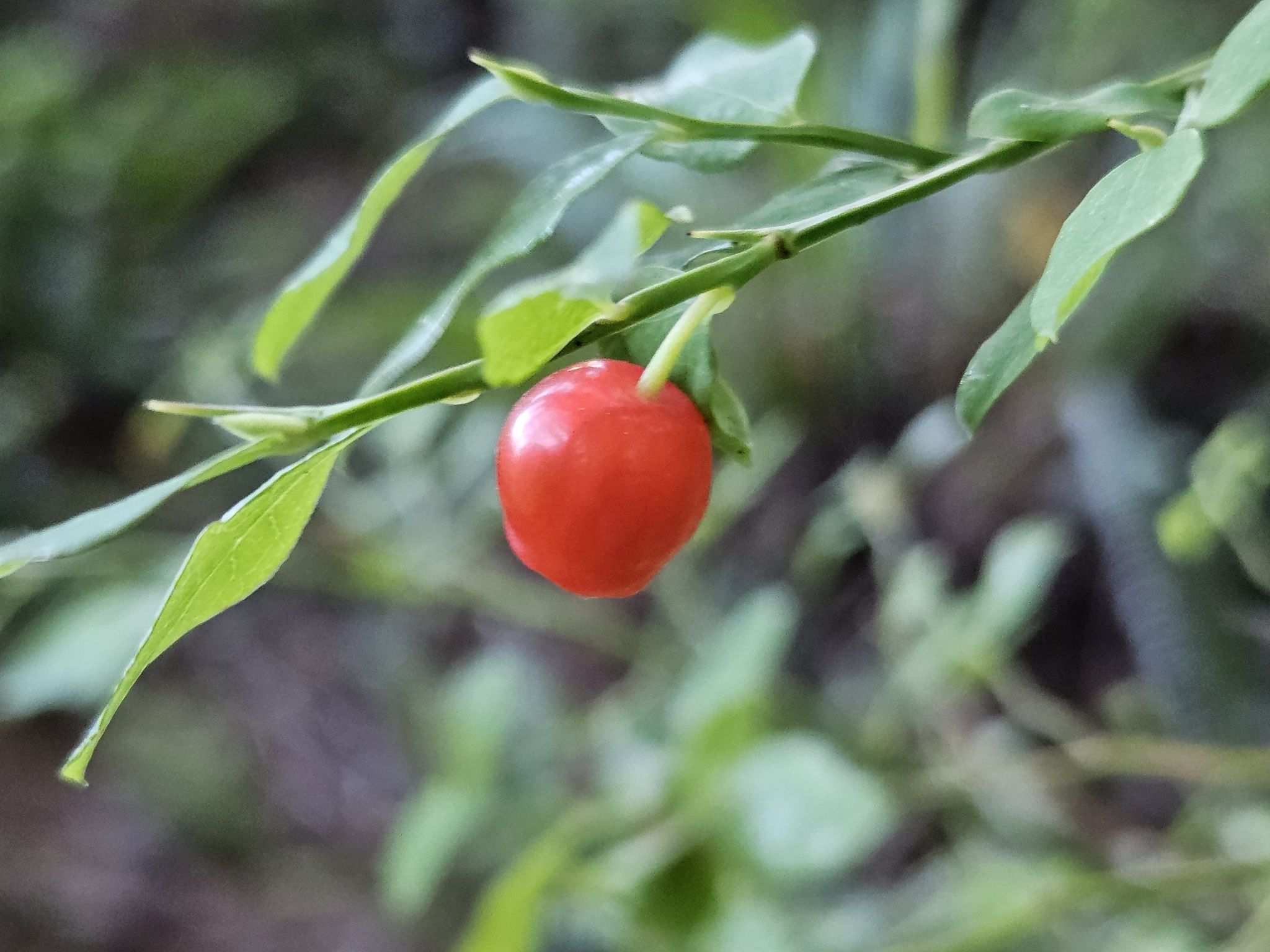 Vaccinium parvifolium