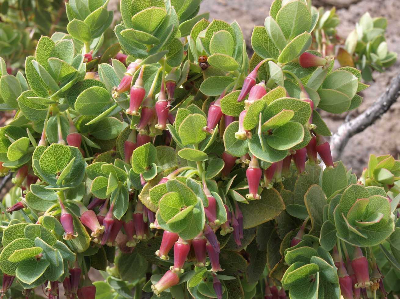Vaccinium reticulatum