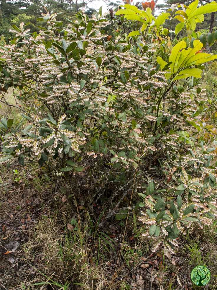 Vaccinium sp.