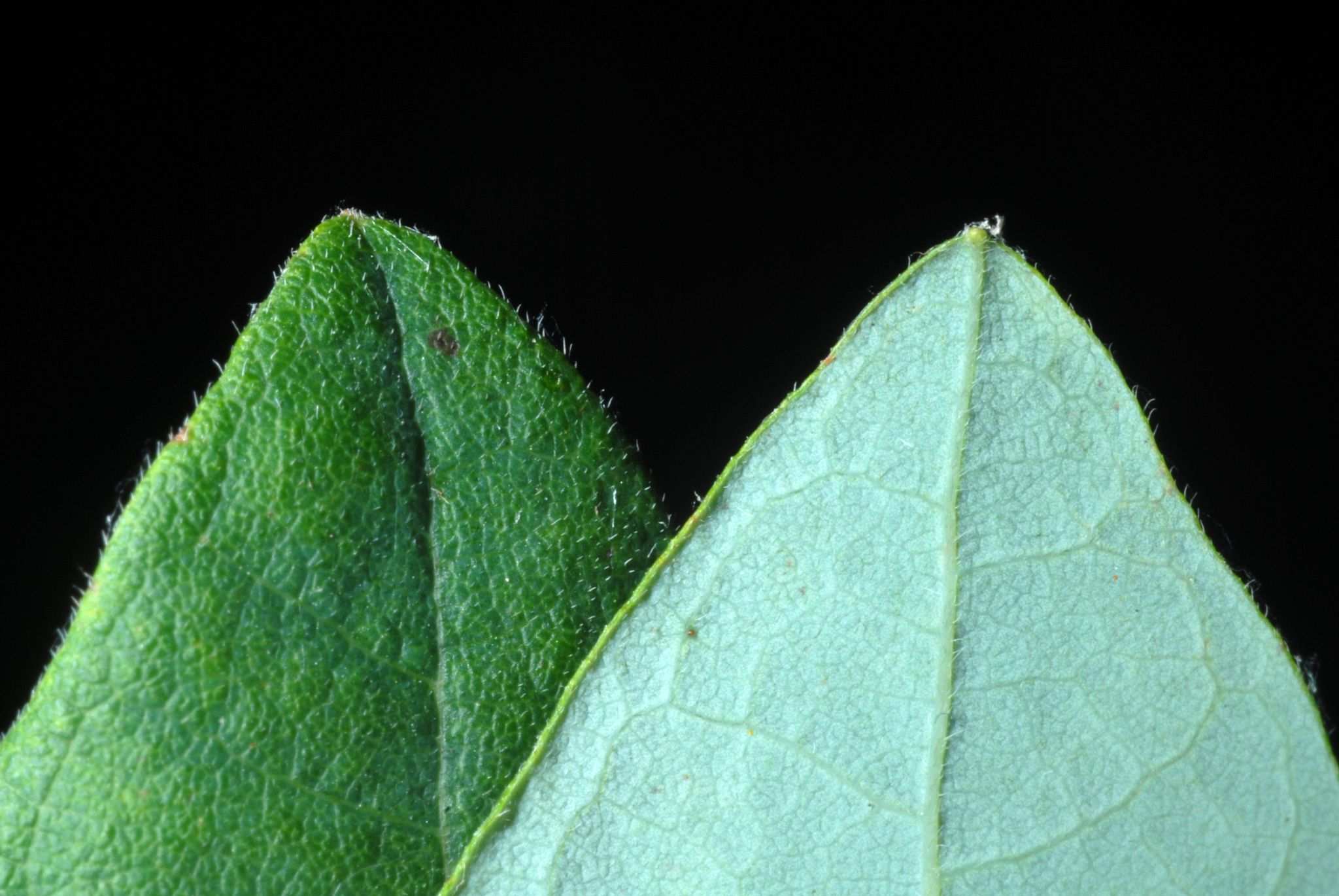 Vaccinium stamineum