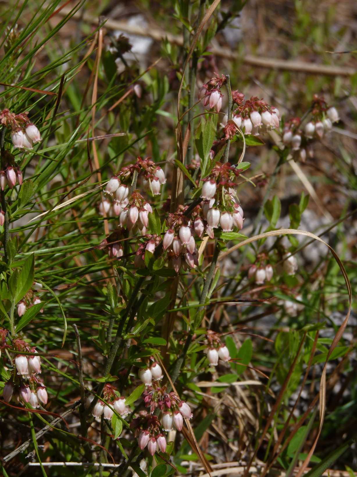 Vaccinium tenellum