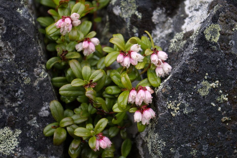 Vaccinium vitis-idaea
