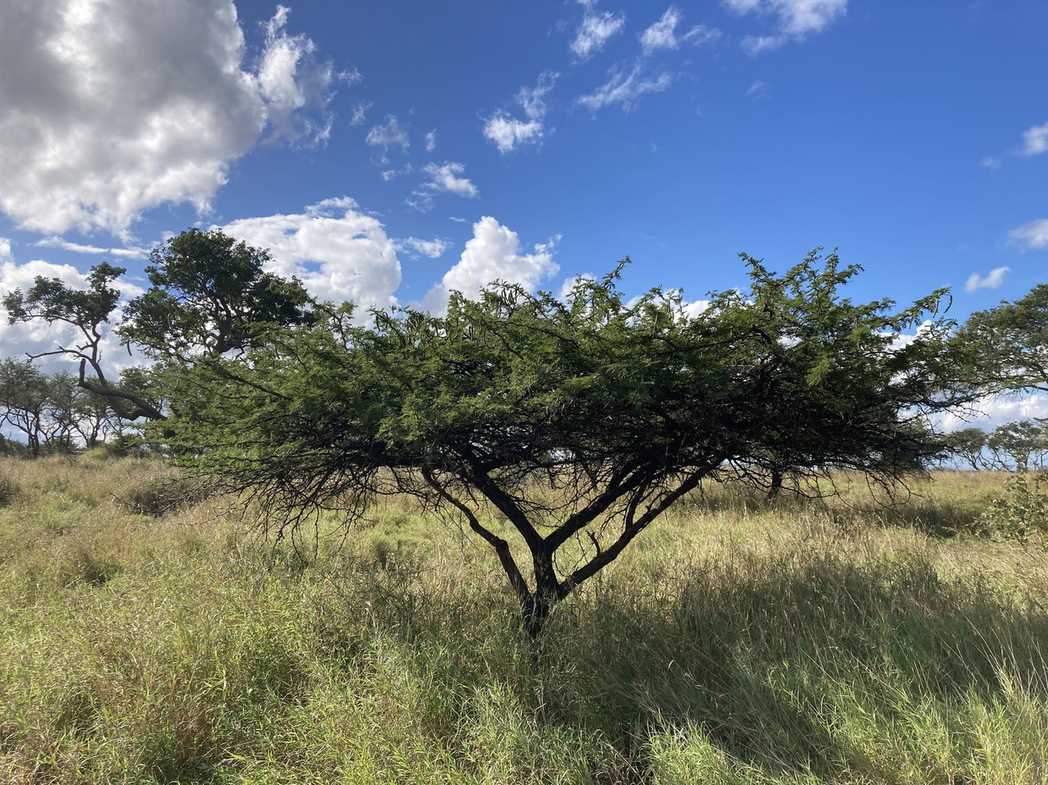Vachellia nilotica