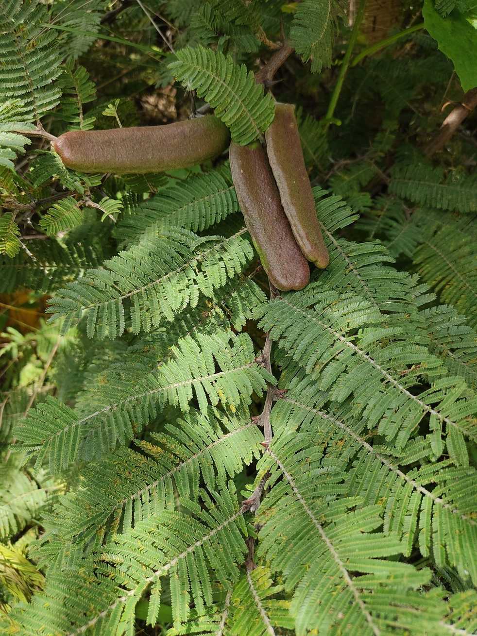 Vachellia pennatula