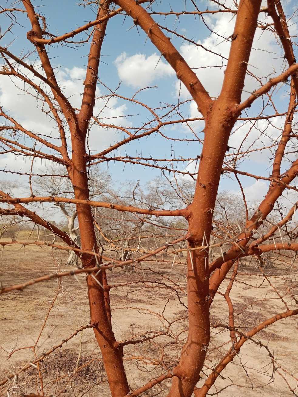 Vachellia seyal