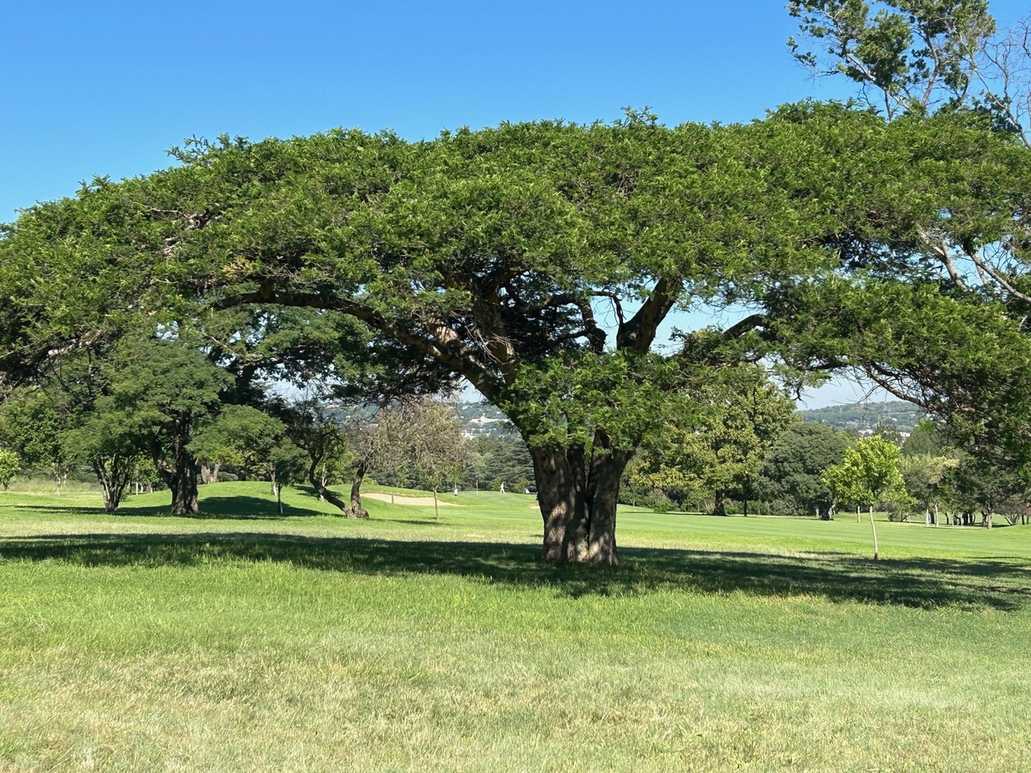 Vachellia sieberiana
