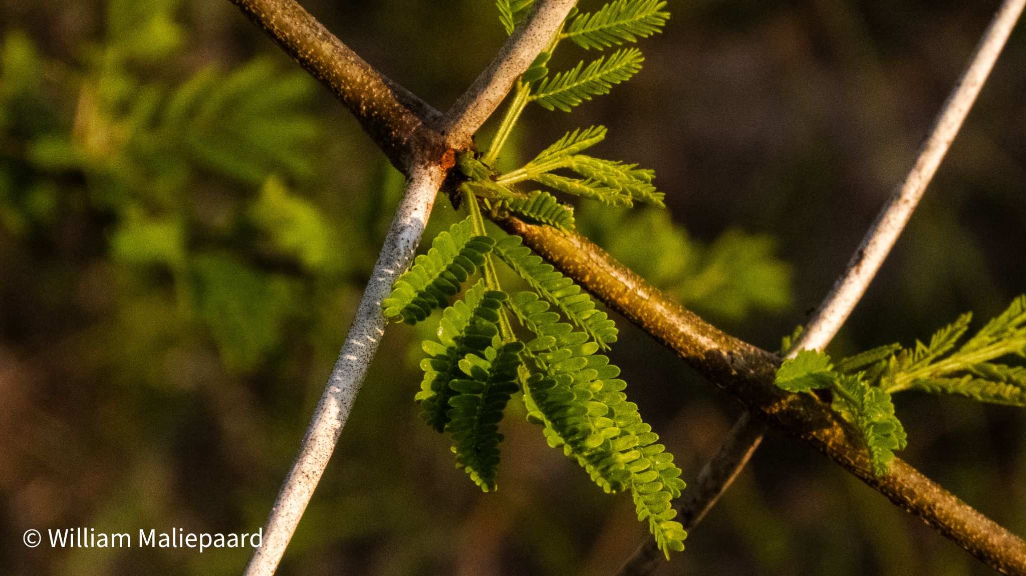 Vachellia xanthophloea