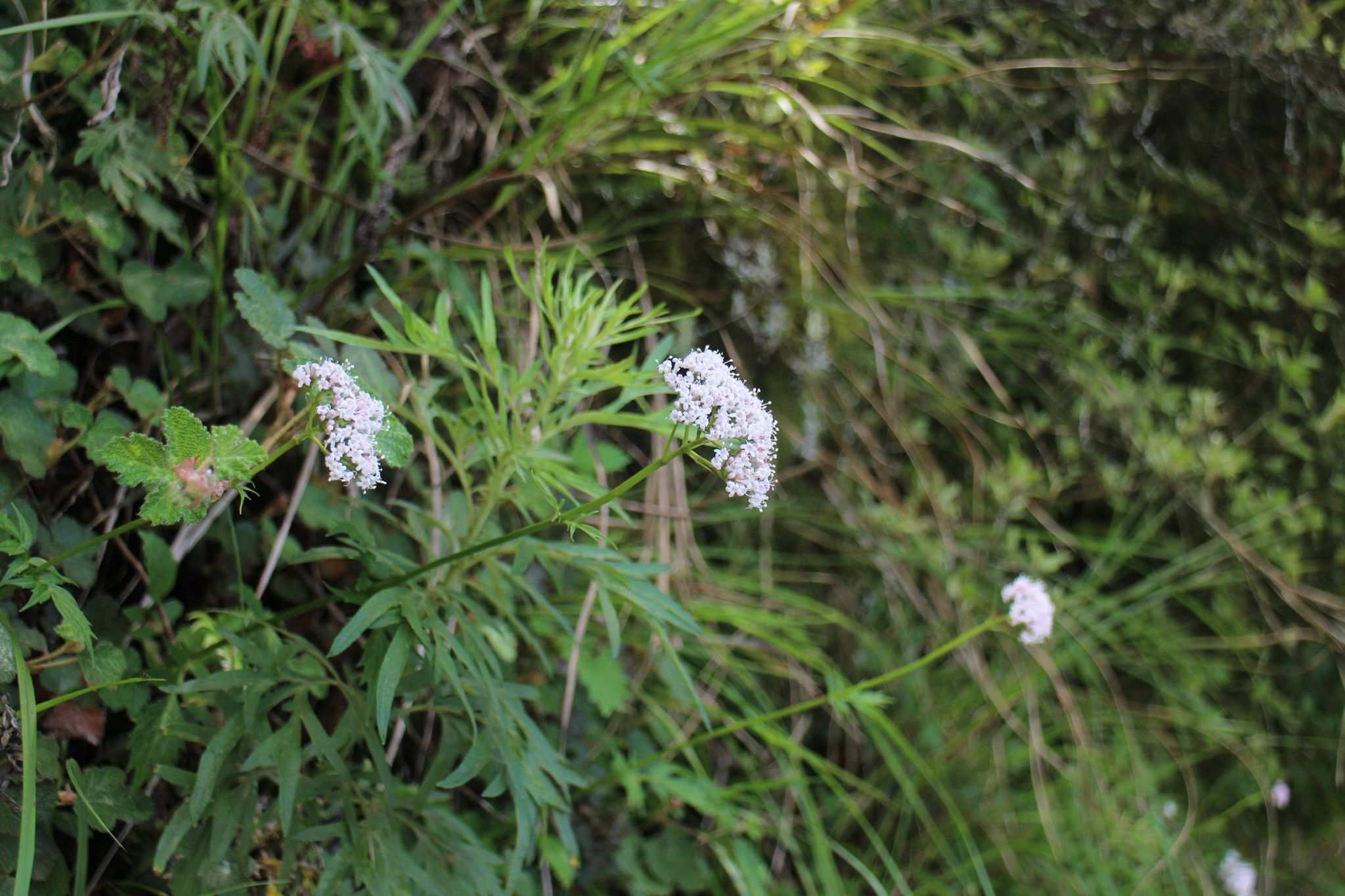 Valeriana fauriei