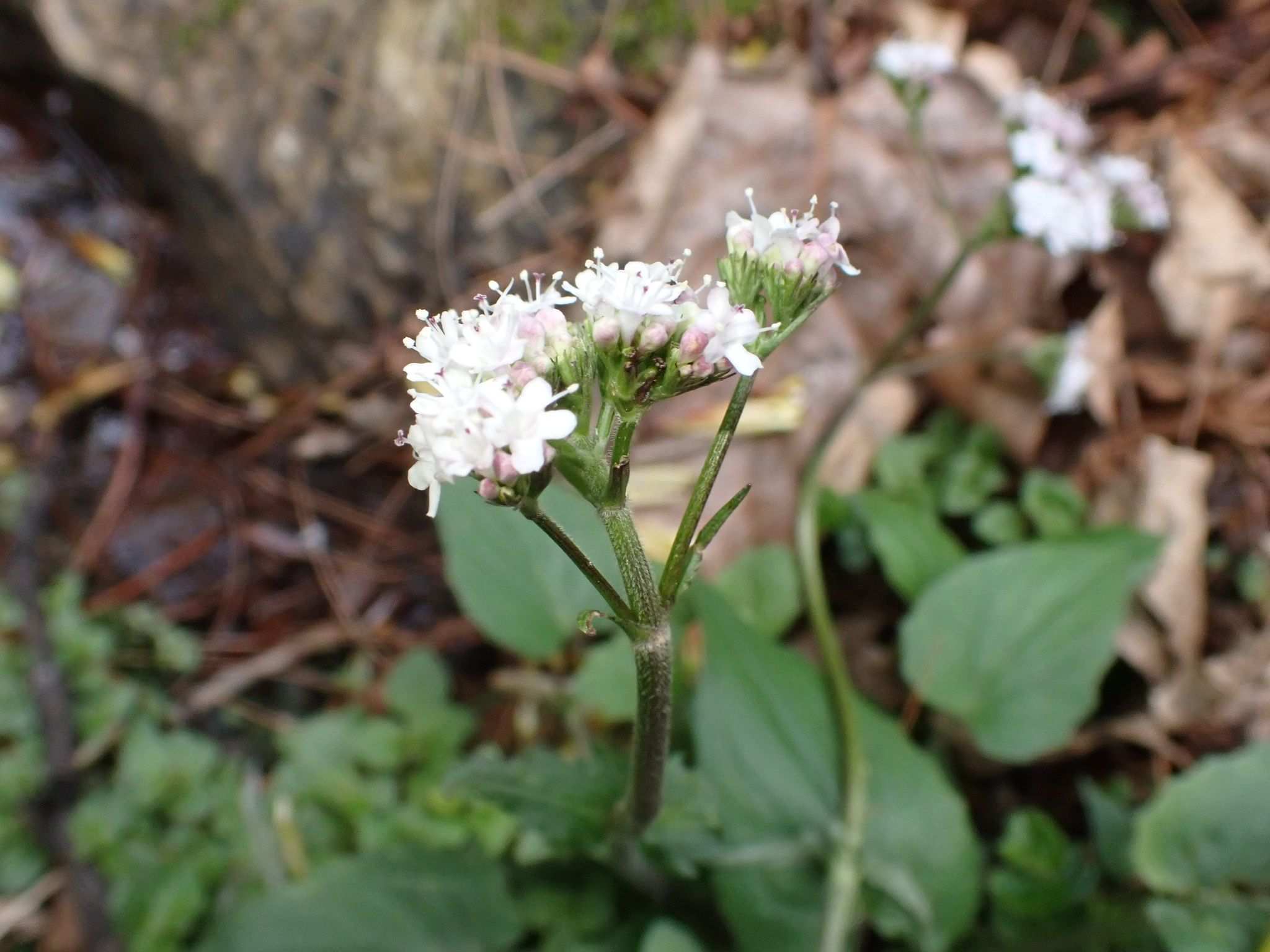 Valeriana jatamansi