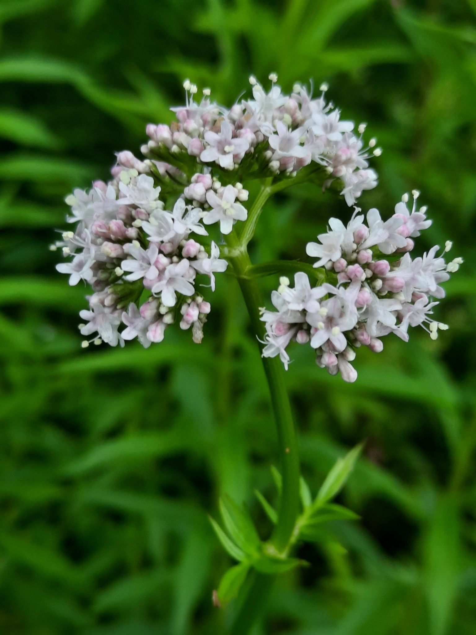 Valeriana officinalis