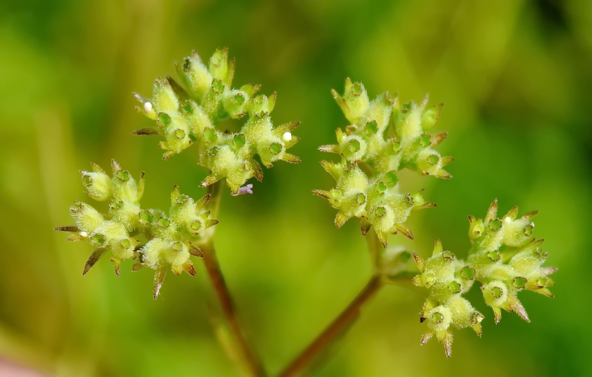 Valerianella dentata