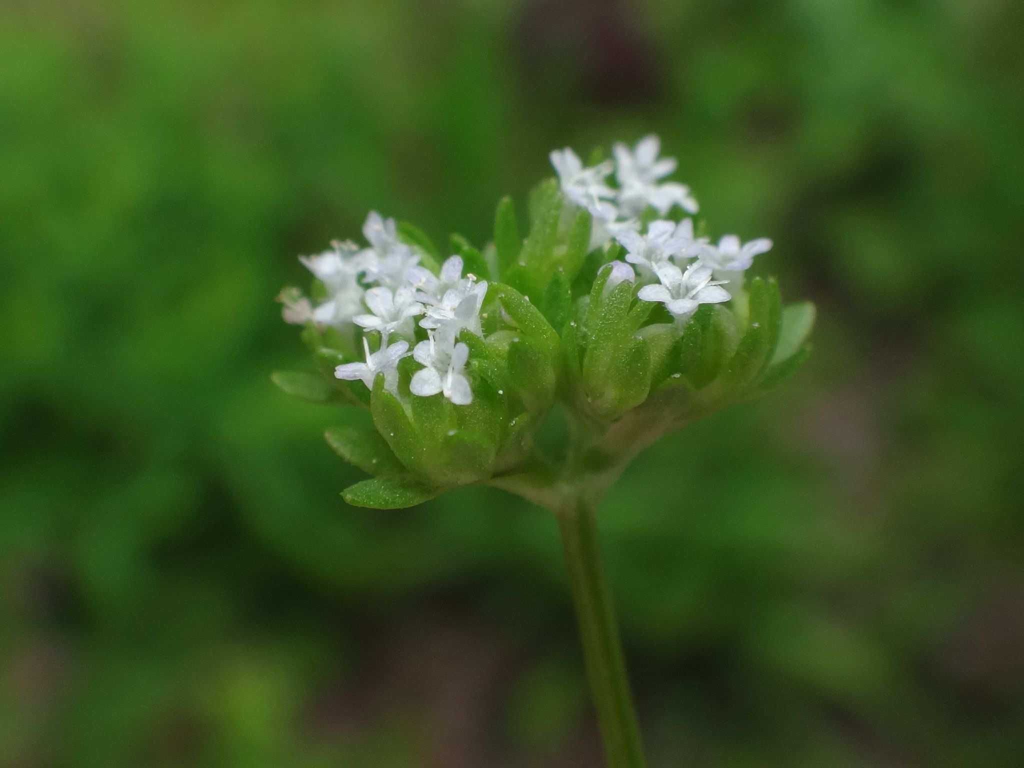 Valerianella locusta