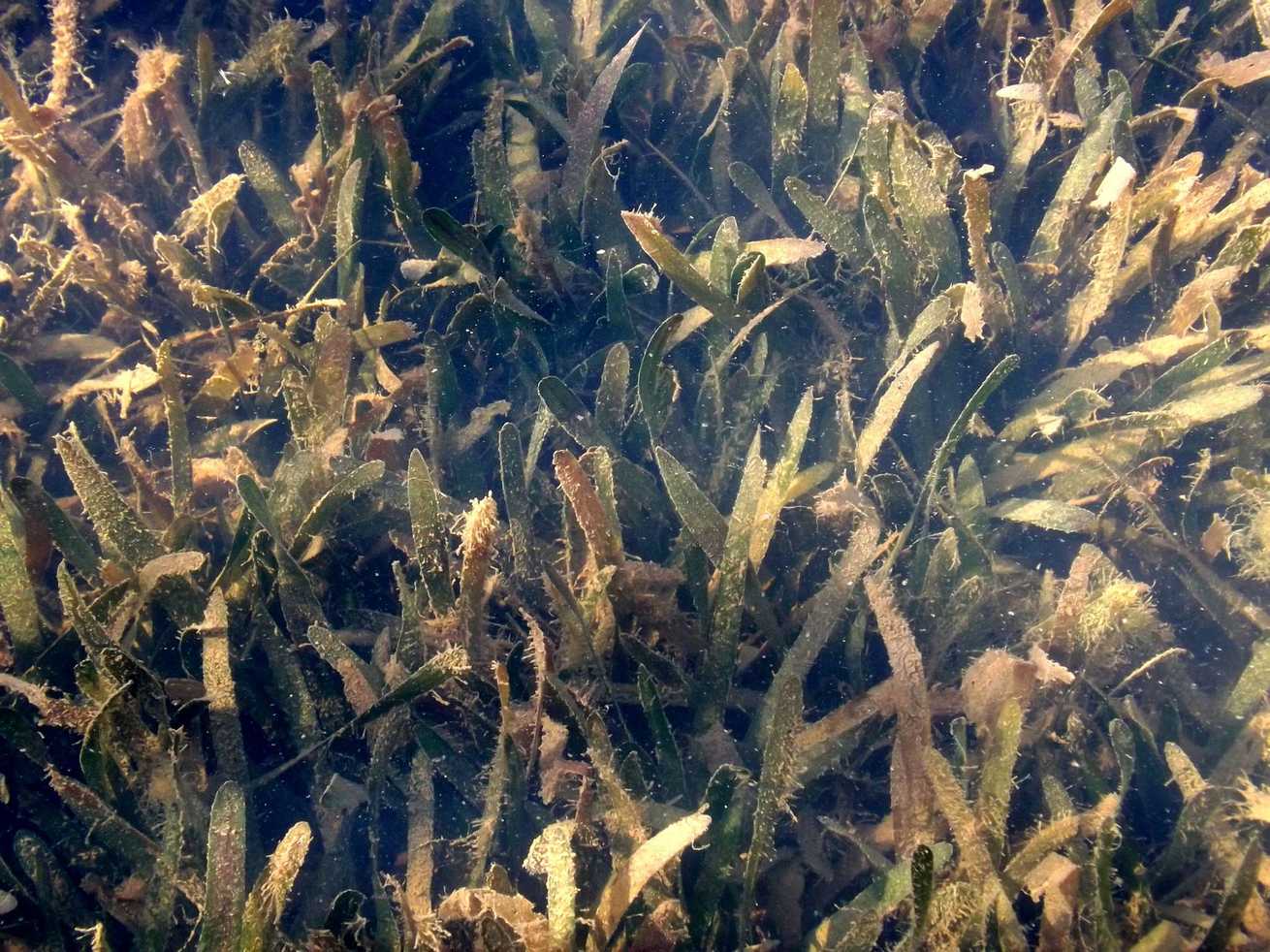 Vallisneria asiatica