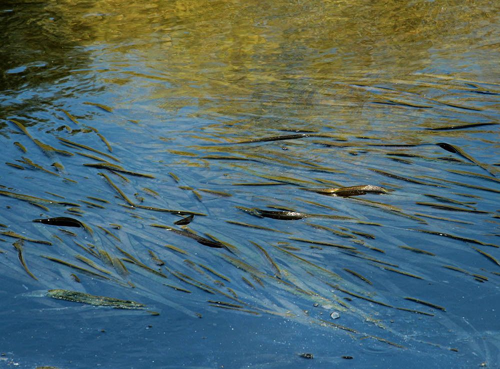 Vallisneria neotropicalis