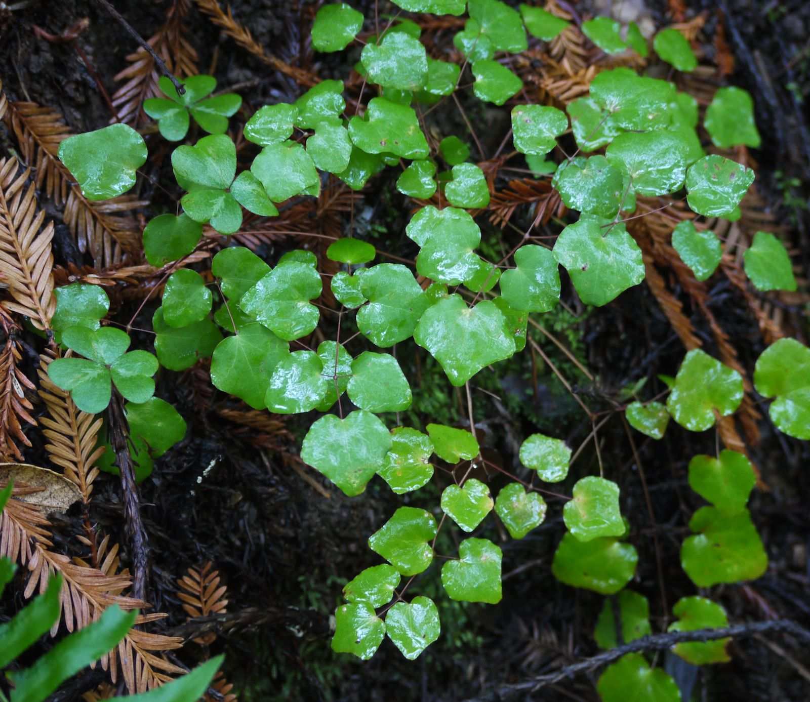 Vancouveria planipetala